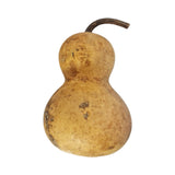 HERBERT SQUASH