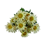 DAISY BUSH CREAM