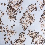 DIGITAL PRINT TIKTOK SPAN