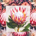 ANIMAL PRINT CUSHION COVER 60X60 + INNER-PROTEA PINK