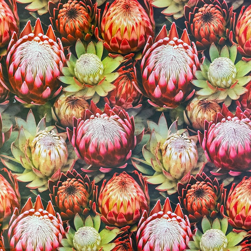 MP2DVINYL255F19231.jpg 150CM PRINTED VINYL - PROTEA ALL OVER - Image 1